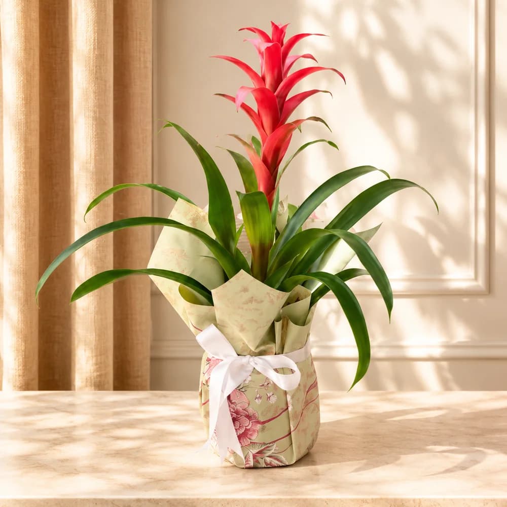 Guzmania Saksı Bitkisi