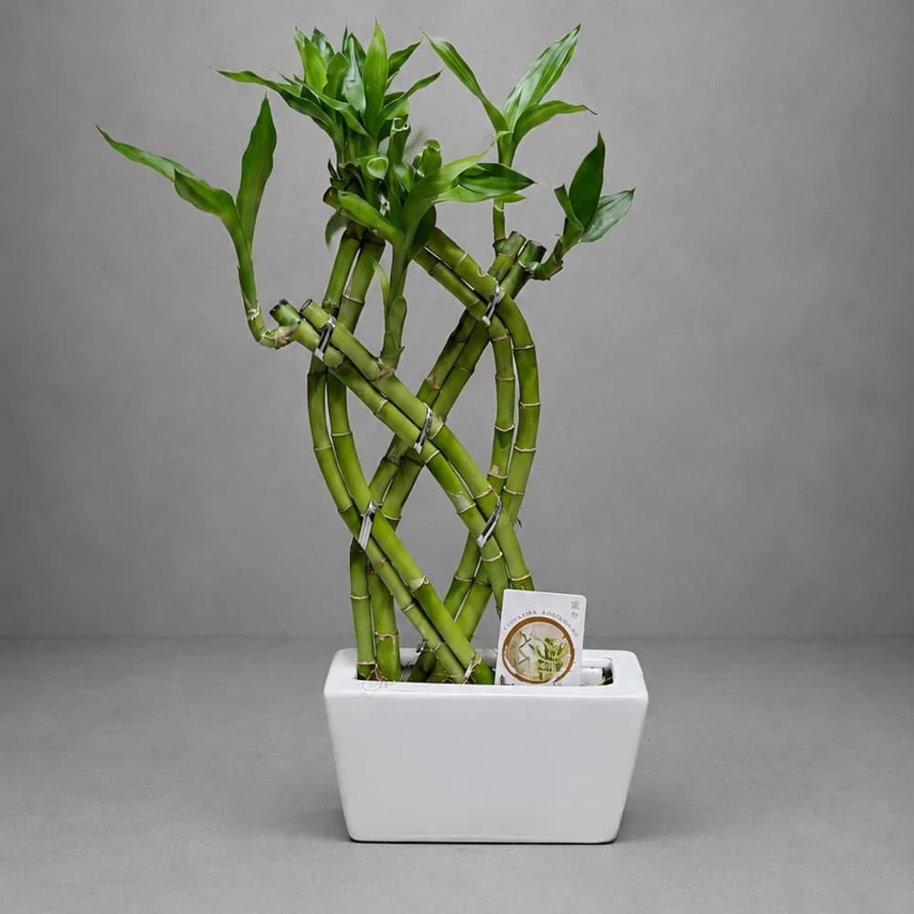Bambu Şans Çubuğu Beyaz (35cm)