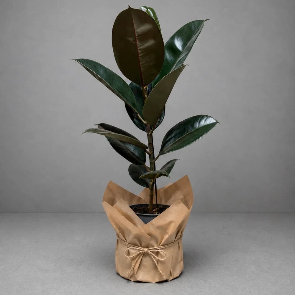 Kauçuk Bitkisi (70cm)